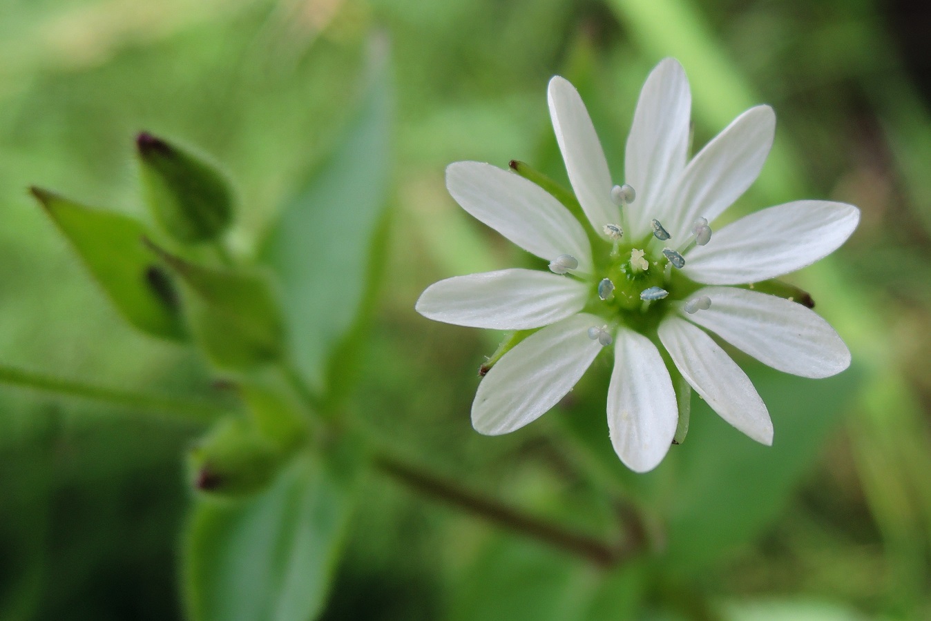 Изображение особи Myosoton aquaticum.