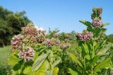 Asclepias syriaca