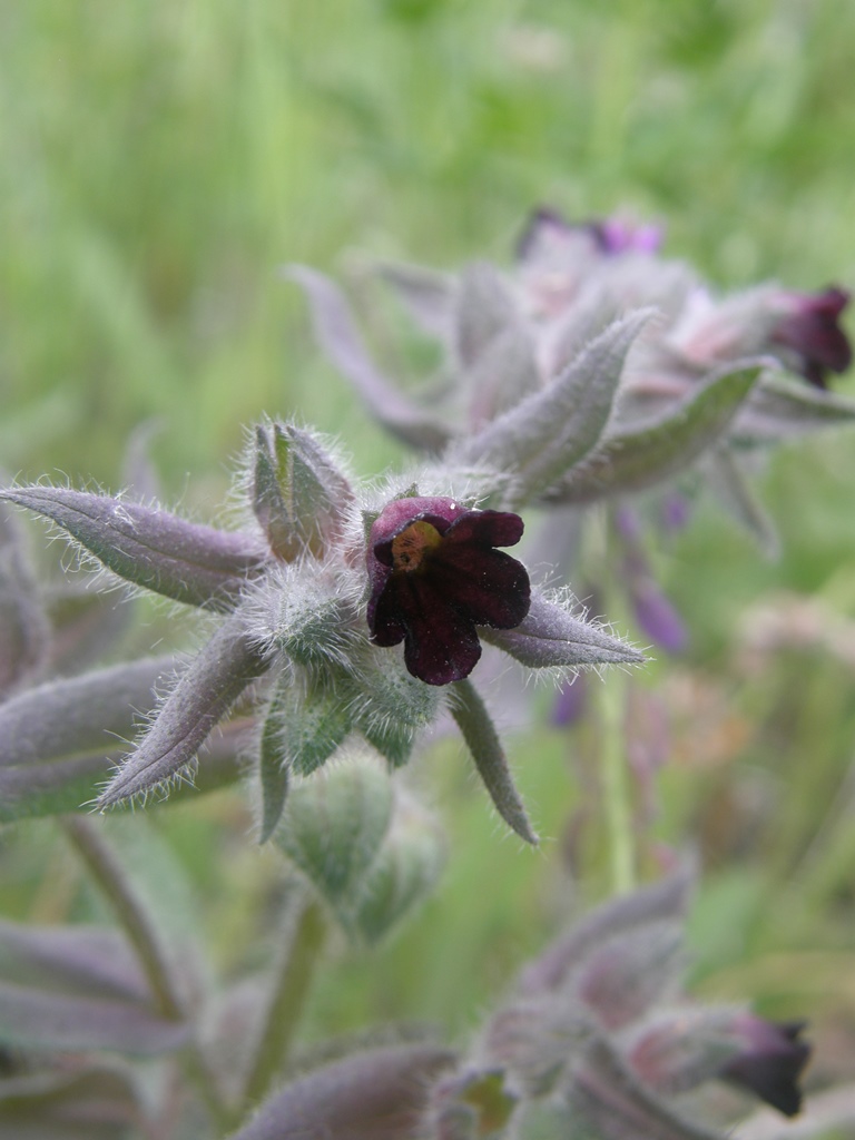 Image of Nonea rossica specimen.