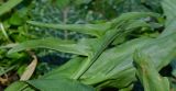 Eminium spiculatum
