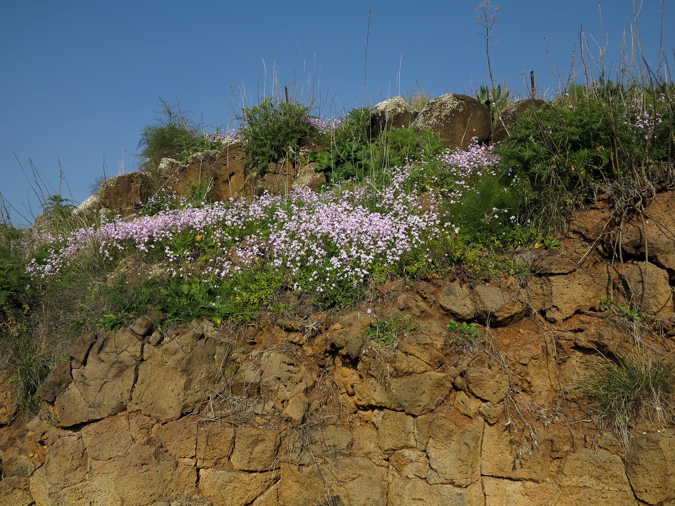 Image of Ricotia lunaria specimen.