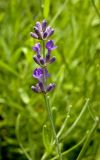 Lavandula angustifolia. Соцветие. Г. Пермь, м/р Закамск, садовый участок, в культуре. 16 июля 2016 г.