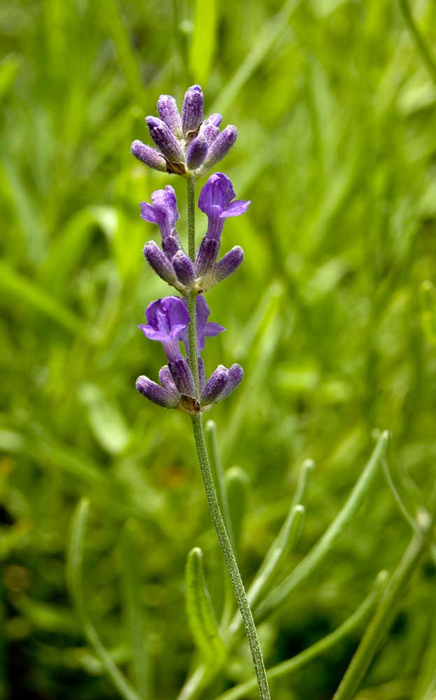 Image of Lavandula angustifolia specimen.