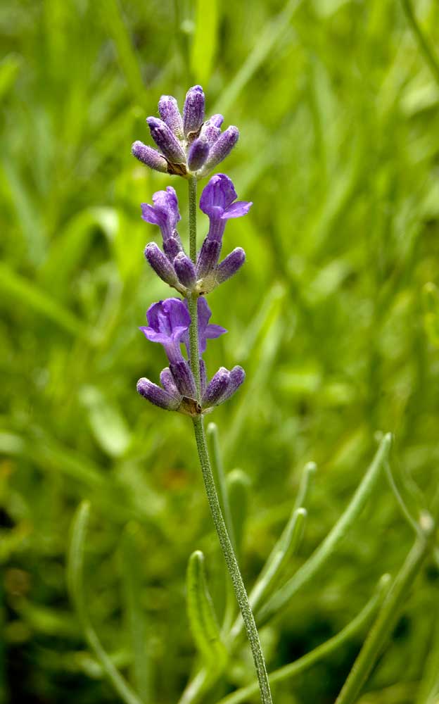 Изображение особи Lavandula angustifolia.