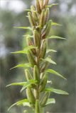 Oenothera rubricaulis. Средняя часть побега с незрелыми плодами. Ленинградская обл., Ломоносовский р-н, окр. дер. Низино, обочина грунтовой дороги. 17.07.2016.