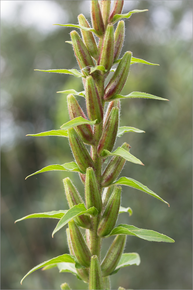 Image of Oenothera rubricaulis specimen.