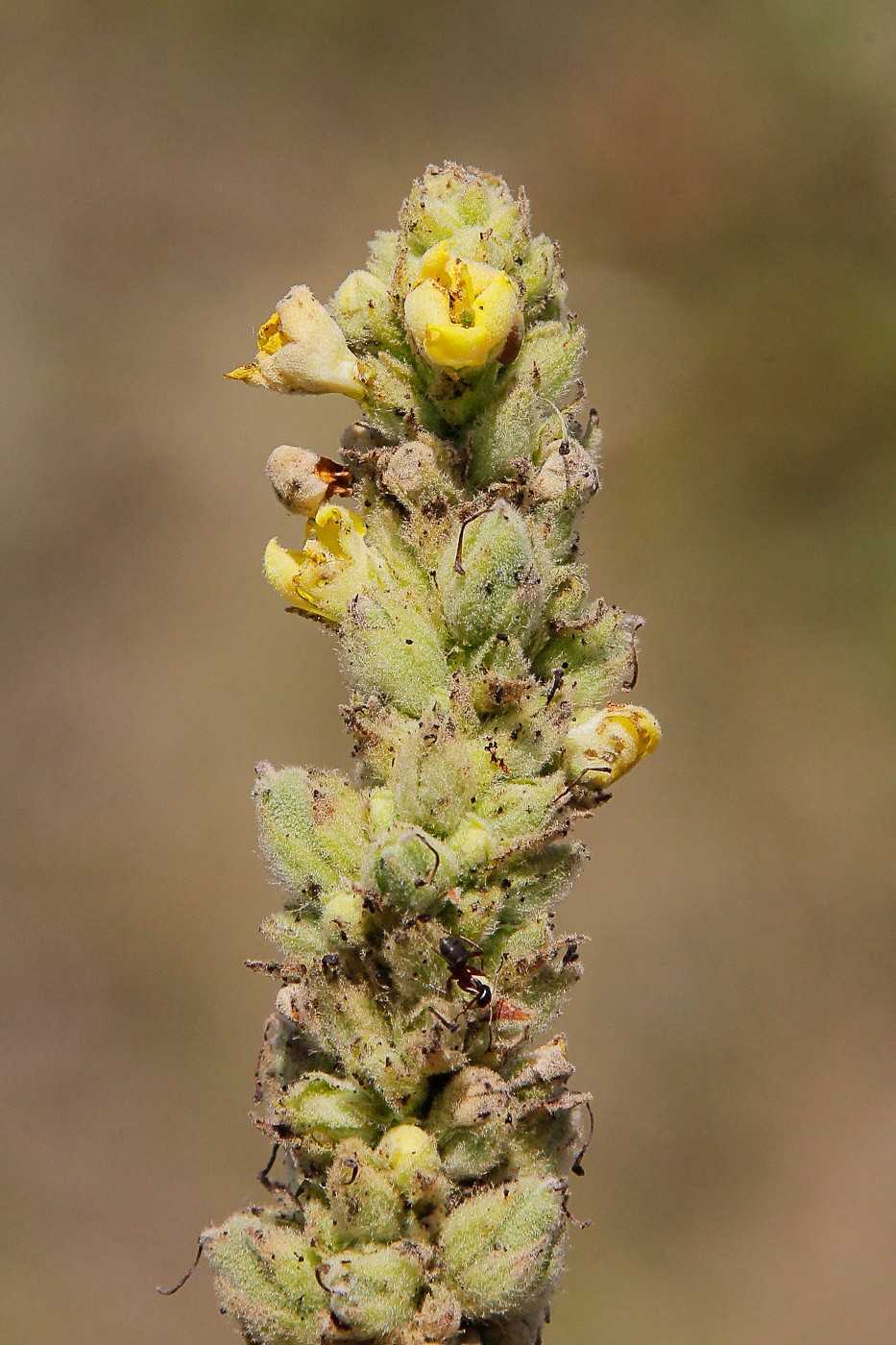 Image of Verbascum thapsus specimen.