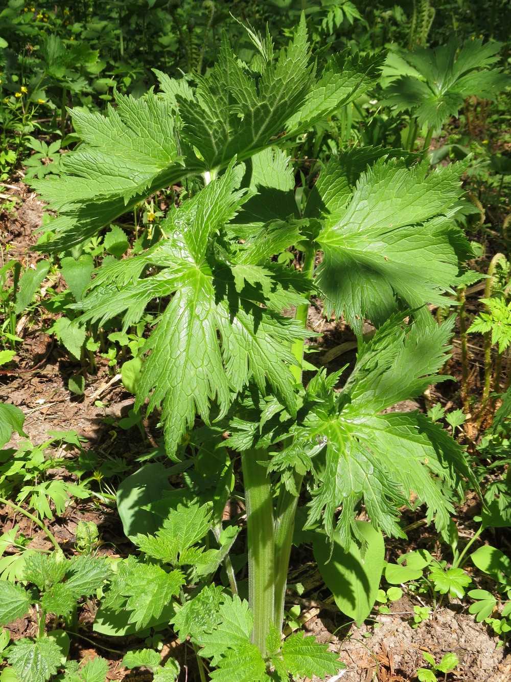 Image of Aconitum septentrionale specimen.