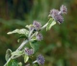 Clinopodium vulgare. Верхушка растения с созревающими соплодиями. Московская обл., Раменский р-н, окр. ж.-д. платформы Хрипань, просека под ЛЭП. 10.08.2016.