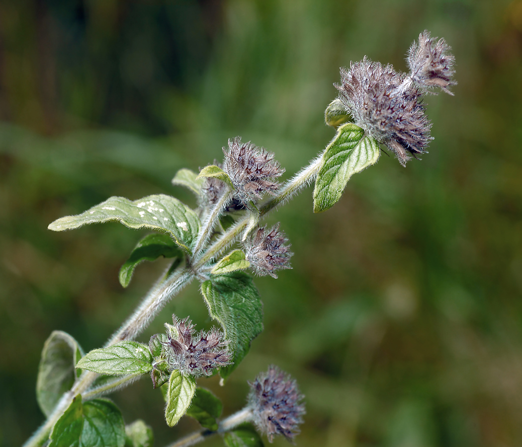 Изображение особи Clinopodium vulgare.