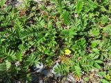 Potentilla anserina