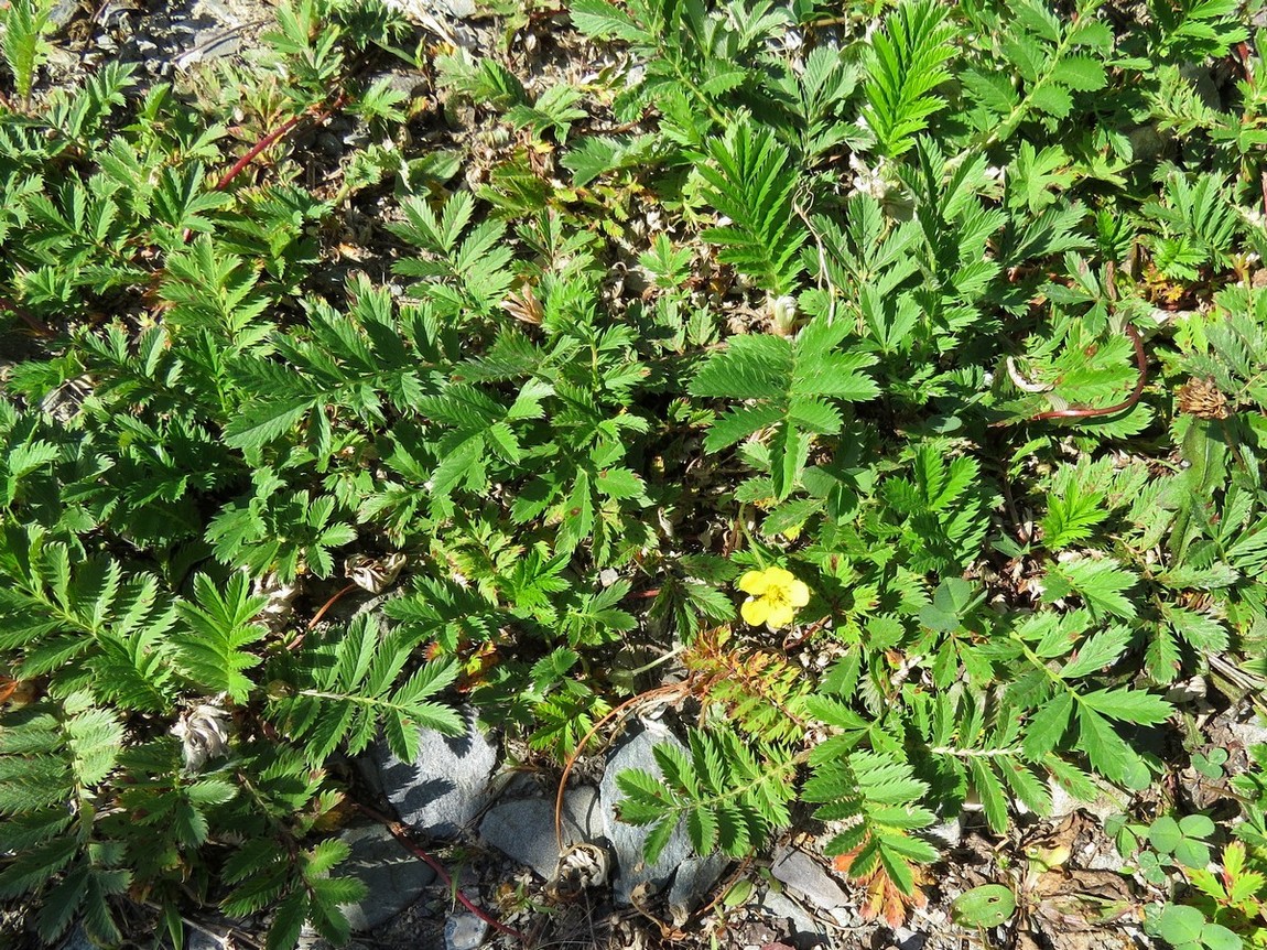 Image of Potentilla anserina specimen.