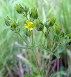 Potentilla conferta. Соцветие (конец цветения). Окр. Томска, остепнённый луг. 29.07.2009.