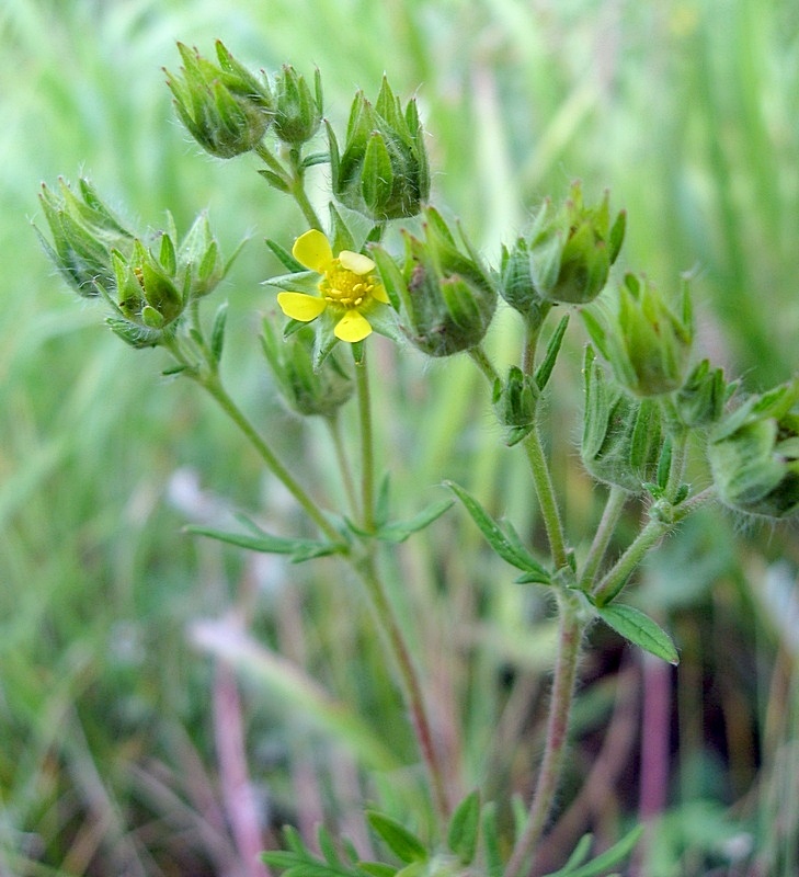 Изображение особи Potentilla conferta.