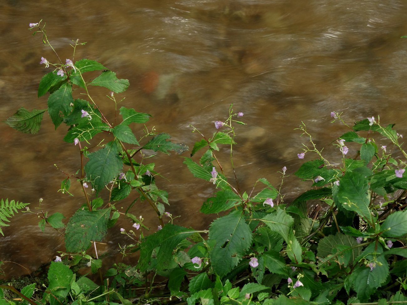 Изображение особи Impatiens furcillata.