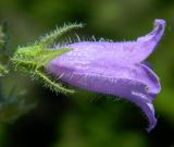 Campanula taurica