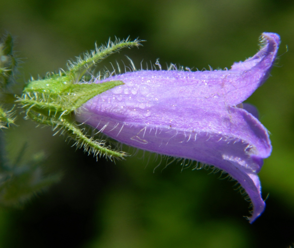 Image of Campanula taurica specimen.