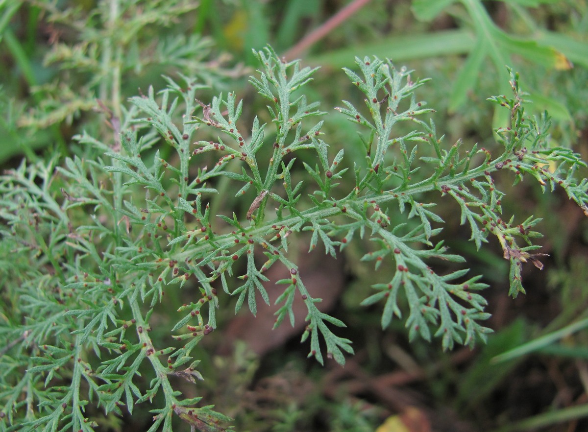 Image of Achillea nobilis specimen.