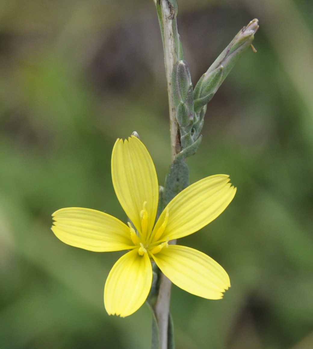 Image of Scariola viminea specimen.