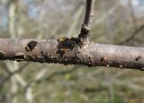 Populus alba. Часть ветви отмершего (погоревшего этим летом) растения со спороношениями микромицетов (Ascomycota). Краснодарский край, Абинский р-н, ст-ца Холмская, окраина луга. 06.11.2016.