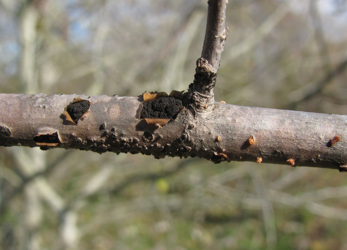Image of Populus alba specimen.