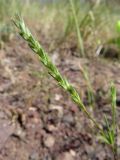 Crucianella exasperata