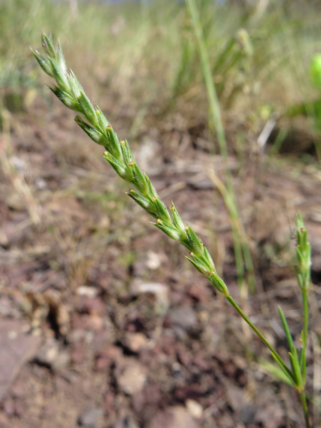 Изображение особи Crucianella exasperata.