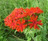 Lychnis chalcedonica