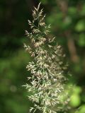 Calamagrostis arundinacea. Соцветие. Ленинградская обл., окр. пос. Рощино. 24.07.2009.
