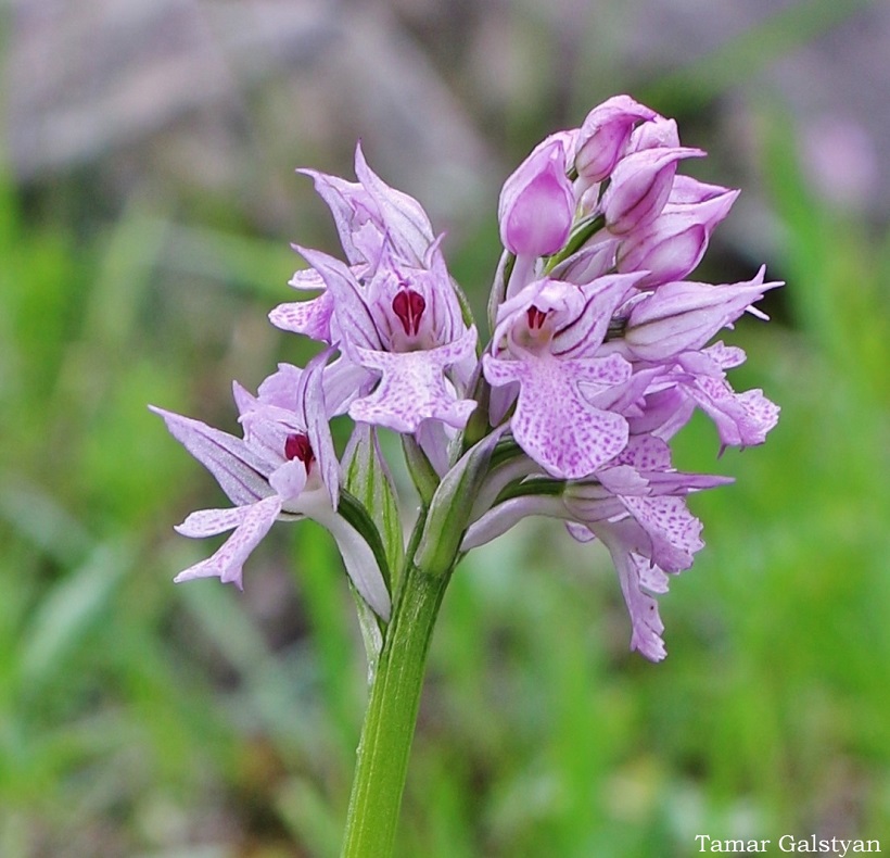 Изображение особи Neotinea tridentata.