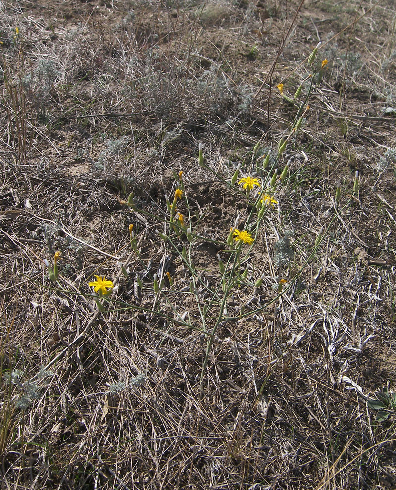 Image of Chondrilla juncea specimen.
