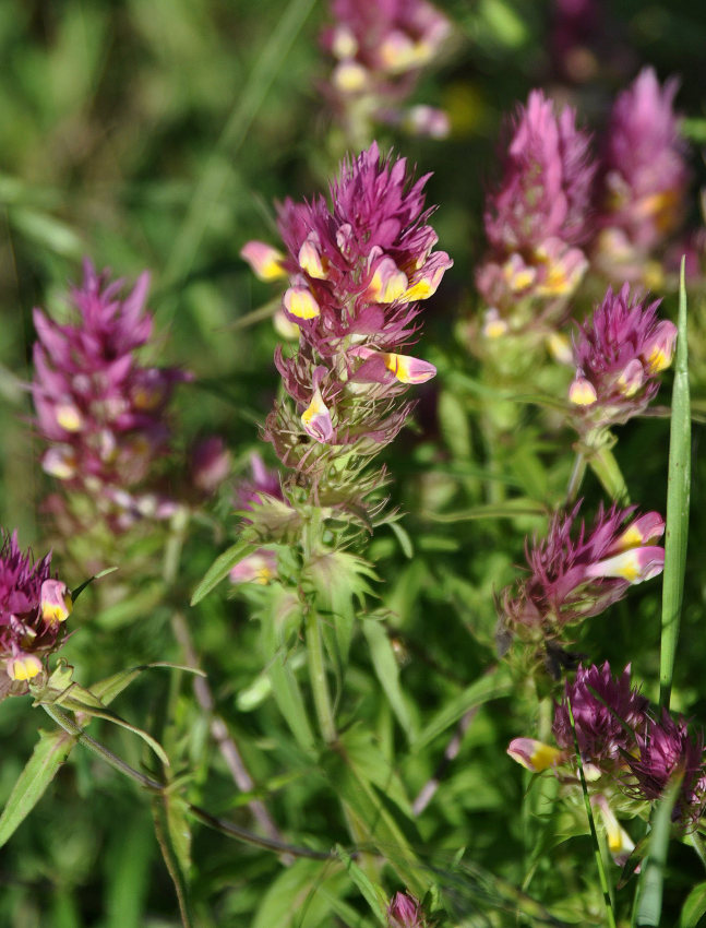 Image of Melampyrum arvense specimen.