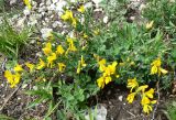 Genista angustifolia