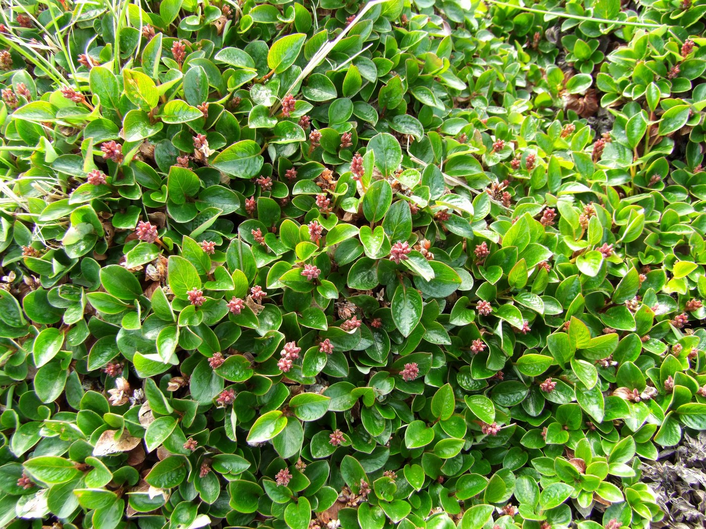 Изображение особи Salix magadanensis.