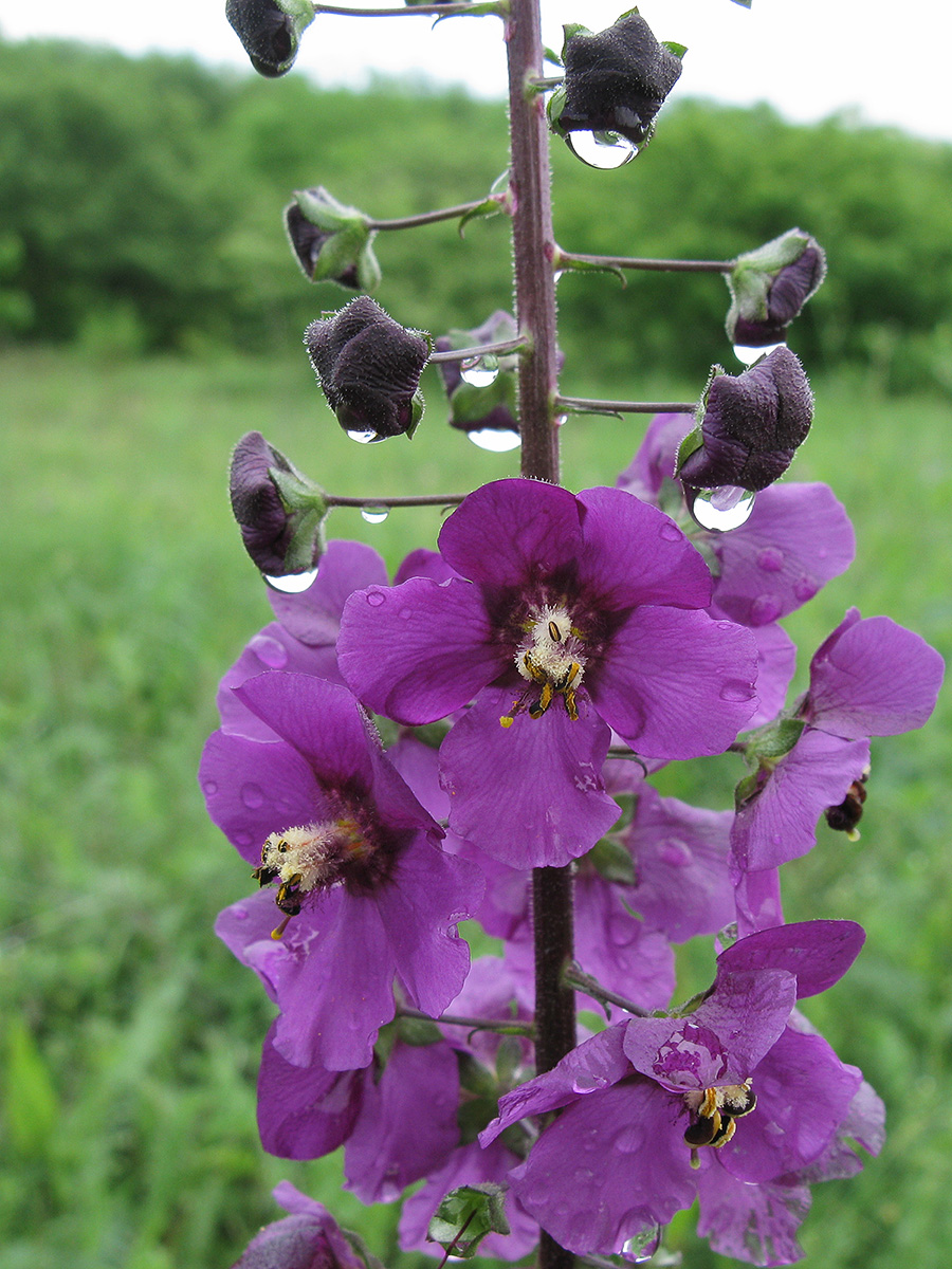 Image of Verbascum phoeniceum specimen.