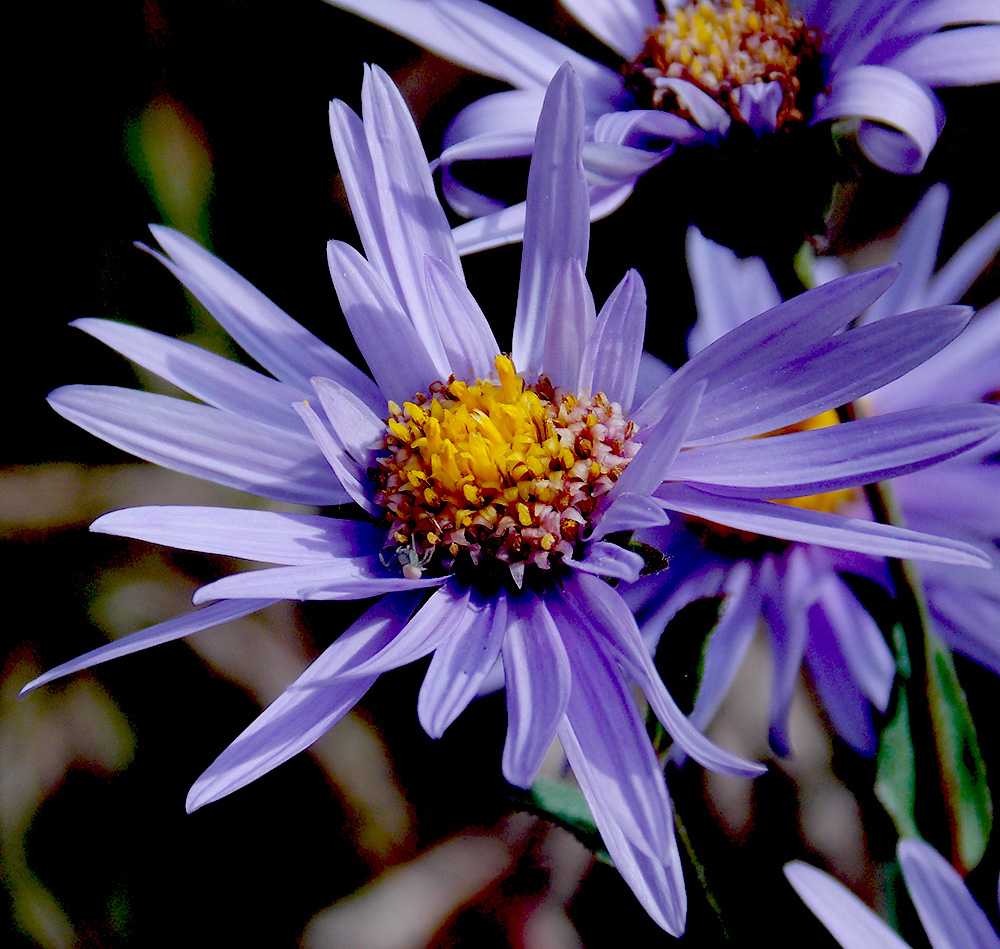 Image of Aster bessarabicus specimen.