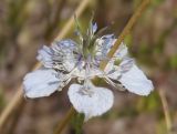 Image of taxon representative. Author is Сергей Одинец