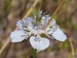 Nigella arvensis