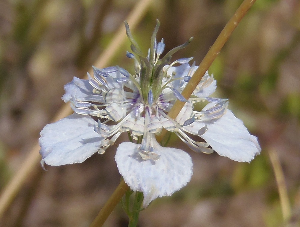 Изображение особи Nigella arvensis.