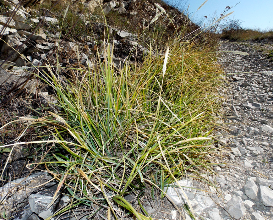 Изображение особи Sesleria alba.