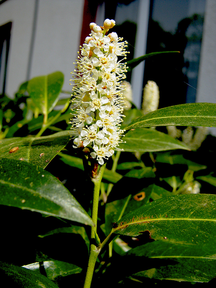 Image of Lauro-cerasus officinalis specimen.