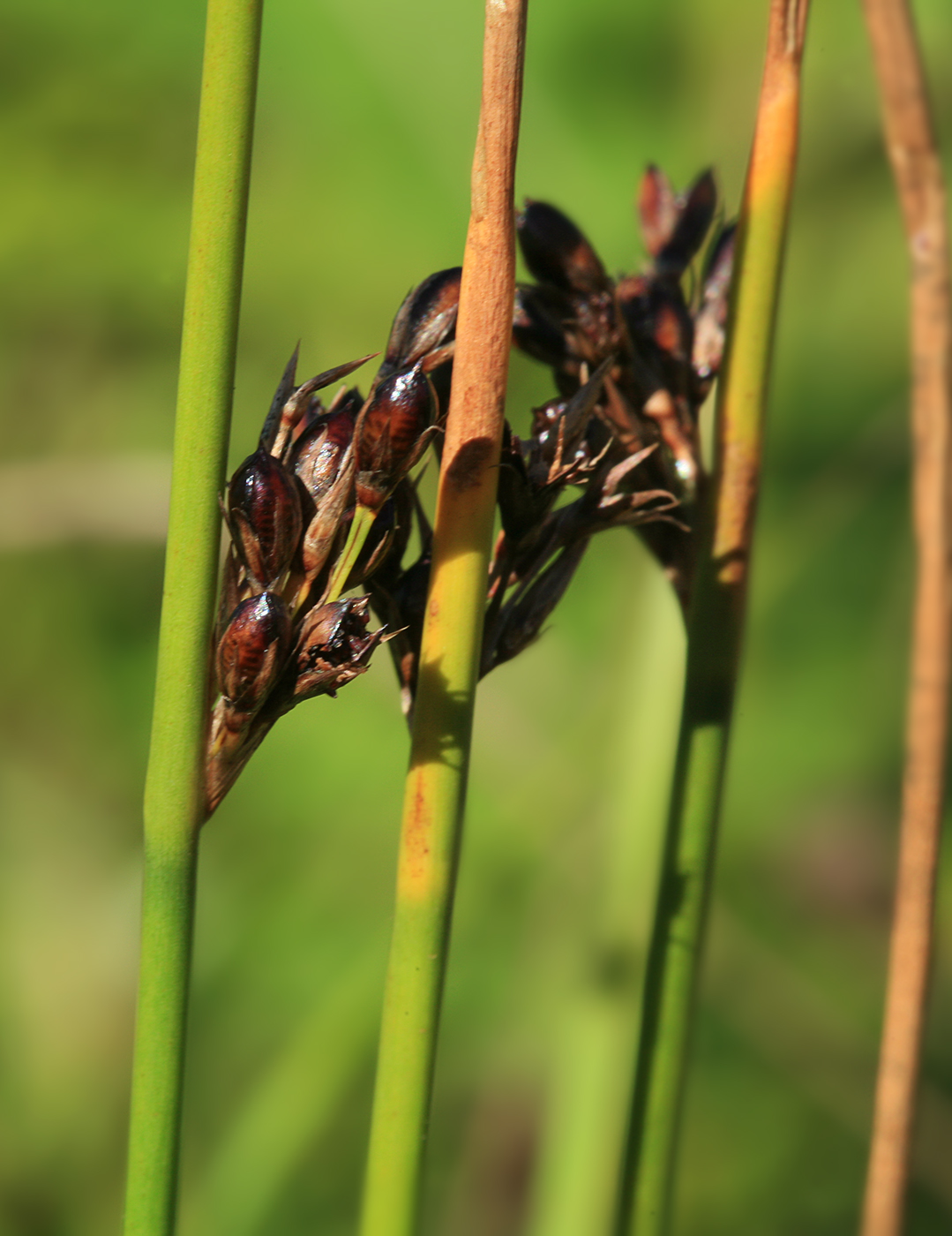 Image of Juncus haenkei specimen.