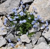 Myosotis suaveolens