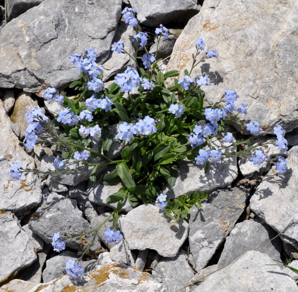 Изображение особи Myosotis suaveolens.