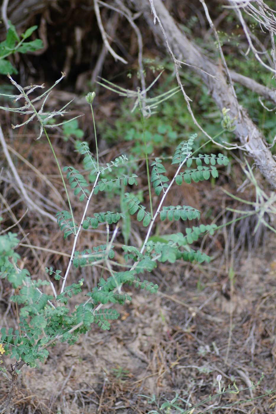 Изображение особи род Astragalus.