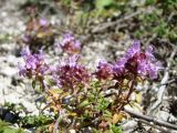 Thymus dubjanskyi. Цветущее растение. Республика Мордовия, Большеберезниковский р-н, окр. с. Вейсэ, открытый склон с выходами мергелисто-меловых пород. 5 августа 2016 г.