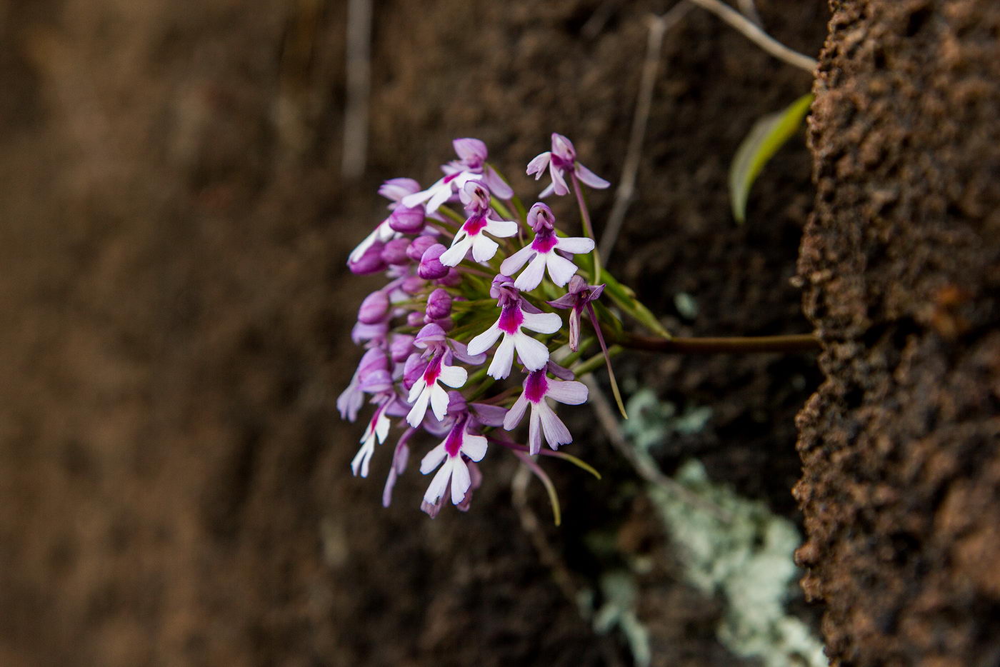 Изображение особи семейство Orchidaceae.