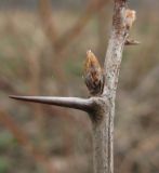 Grossularia uva-crispa. Часть покоящегося побега с шипом и почкой. Краснодарский край, Абинский р-н, ст. Холмская, огород. 06.02.2017.