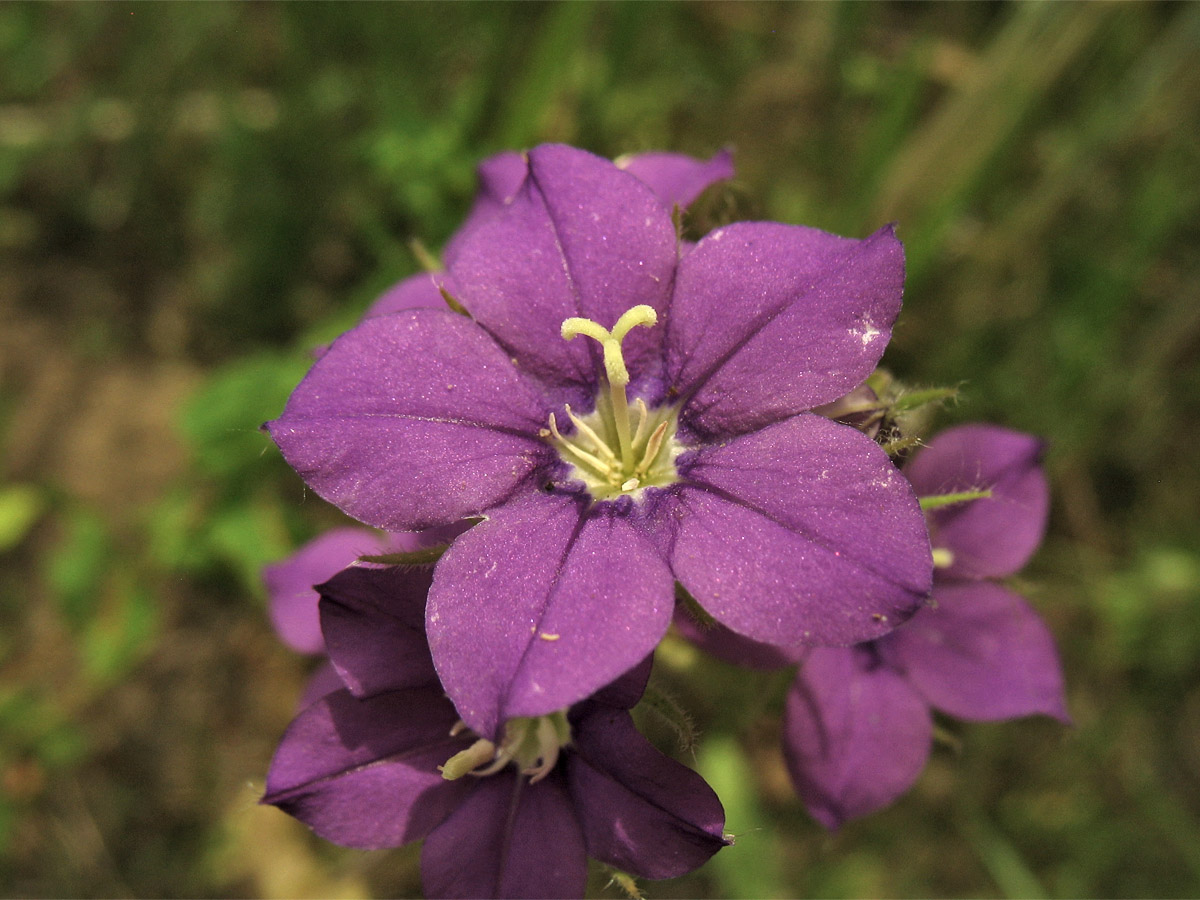 Изображение особи Legousia speculum-veneris.