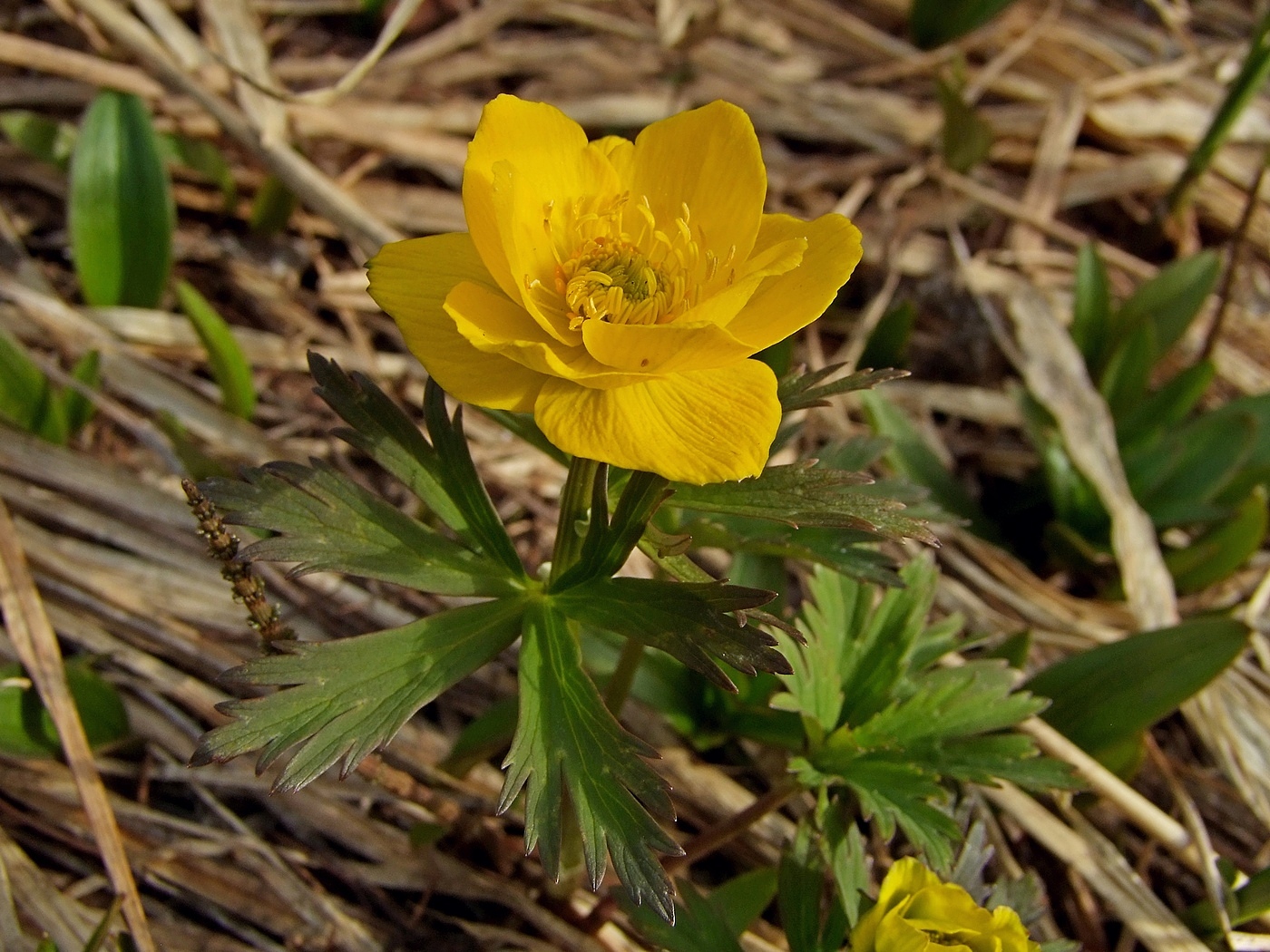 Изображение особи Trollius membranostylis.